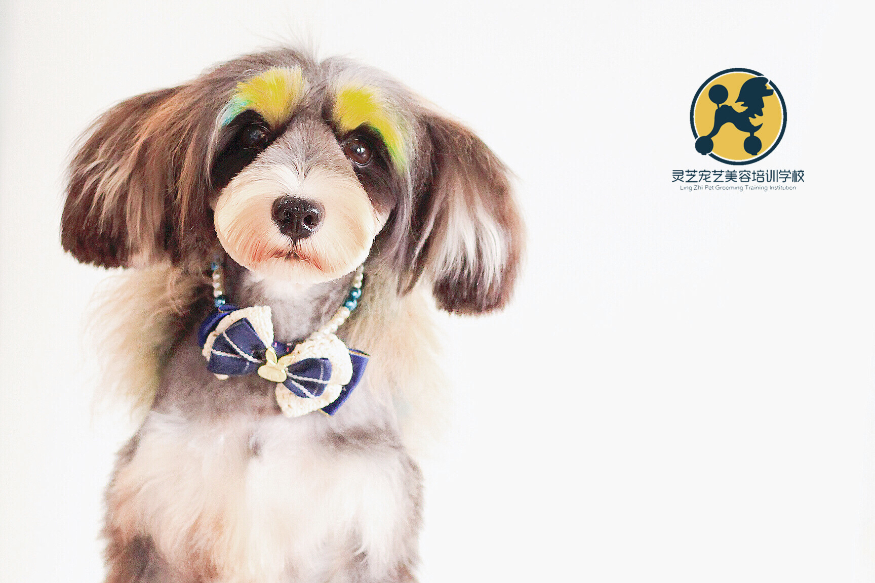 貓在人身上踩奶的原因是什么