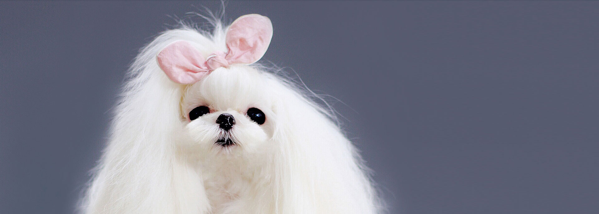 寵物美容學(xué)校告訴你:現(xiàn)在的寵物美容行業(yè)發(fā)展好嗎