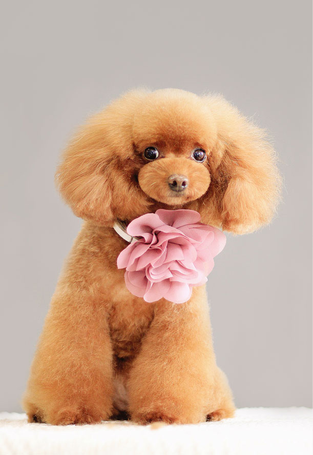 寵物美容學(xué)校告訴你：開寵物店、或者成為寵物美容師需要什么條件 