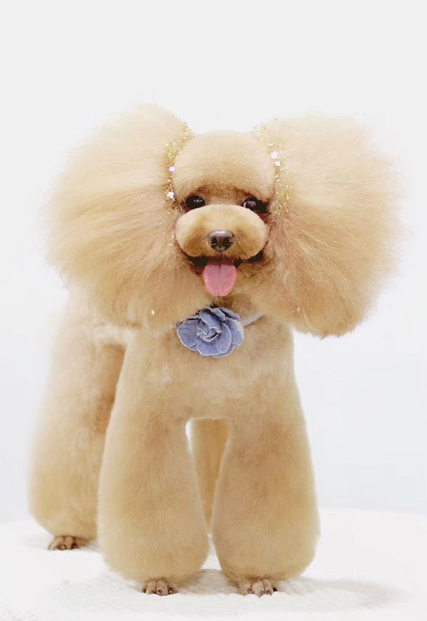 寵物美容學(xué)校告訴你:給寵物美容有哪些需要注意的地方