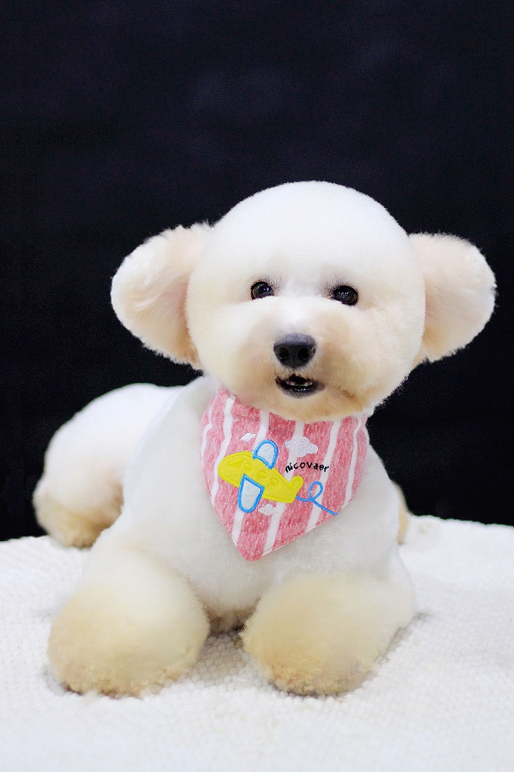 深圳寵物美容告訴你:寵物美容師的主要工作是什么