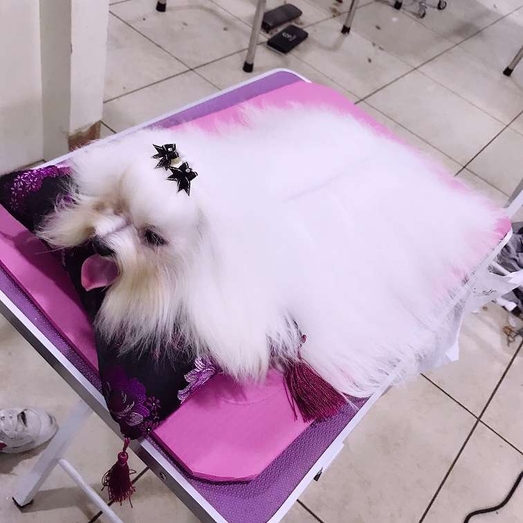 寵物美容培訓(xùn)學(xué)校告訴你：寵物美容師的職業(yè)發(fā)展是怎么樣的？