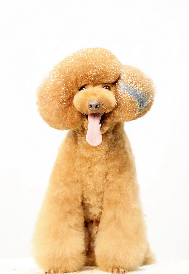 寵物美容師培訓(xùn)中心告訴你：寵物美容加盟店要投資多少錢？