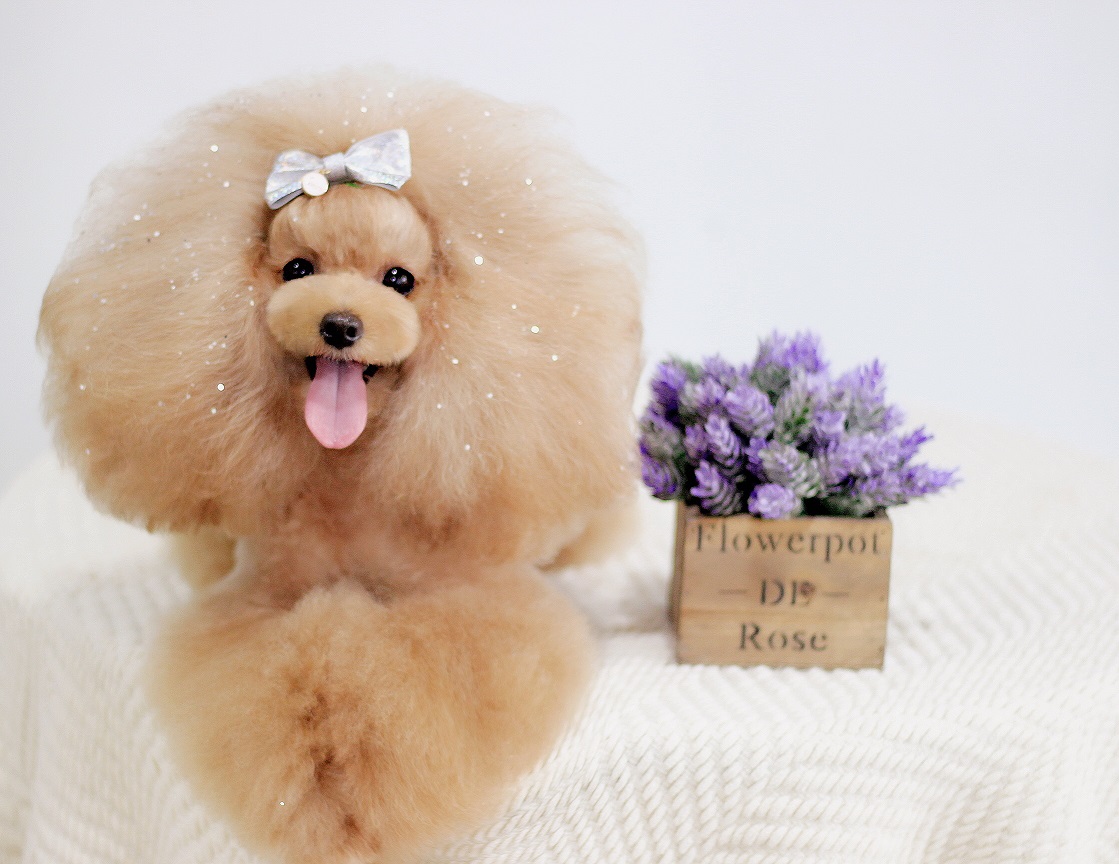 寵物美容師培訓(xùn):男生學(xué)寵物美容有什么優(yōu)勢(shì)