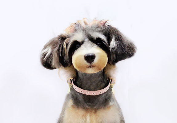 寵物美容學(xué)校未來(lái)發(fā)展優(yōu)勢(shì)