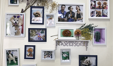 深圳寵物美容培訓(xùn)學(xué)校告訴你:寵物美容的步驟