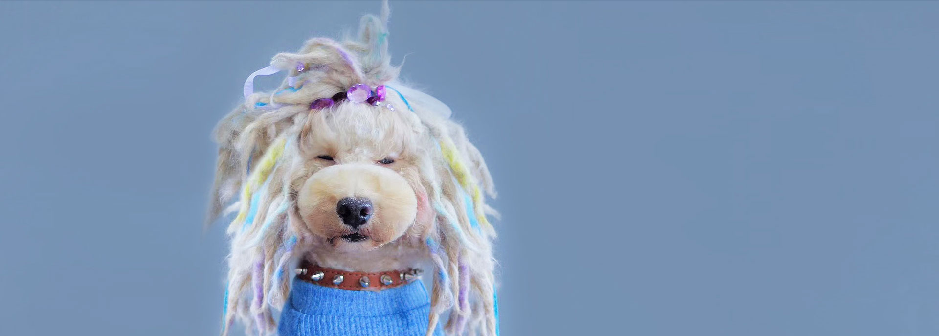 寵物美容學(xué)校告訴你:如何解決狗狗掉毛的問題